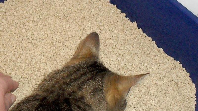 Katzenklo
