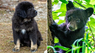 Tibetanische Dogge als Welpe und Baby-Schwarzbär
