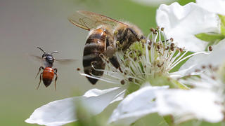 20.05.2018, Berlin: Eine Honigbiene sitzt am Weltbienentag auf einer Blüte eines Brombeerstrauches, sammelt Nektar, während hinter ihr eine Blutbiene vorbei fliegt. Etwa 870.000 Bienenvölker gibt es in Deutschland, die 25.000 Tonnen Hönig produzieren. Von einst 560 Bienarten in Deutschland ist heute die Hälfte bedroht oder ausgestorben. Die Tiere werden durch Viren oder Parasiten wie die Varroramilbe bedroht. Der Einsatz von Pestiziden, großflächige Monokulturen und mehrere sogenannte Neonikotinuide, sind u.a. für den Rückgang der Insekten verantwortlich. Foto: Wolfgang Kumm/dpa +++ dpa-Bildfunk +++
