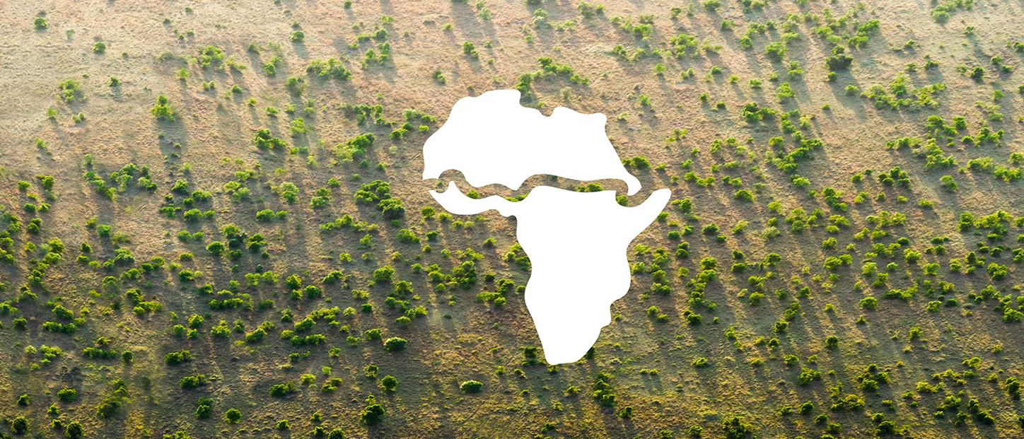 "Grüne Mauer" in der Sahelzone - 8.000 km lange Mauer aus Bäumen soll vor Wüsten schützen