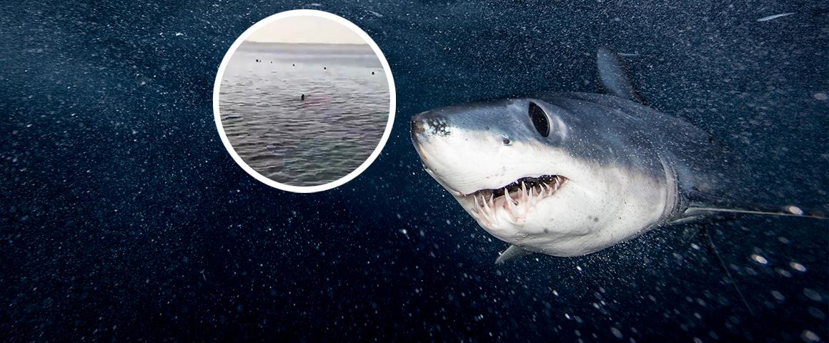 "Ich gehe kurz ins Wasser"  - Österreicherin (68) ahnte nichts von der tödlichen Hai-Gefahr