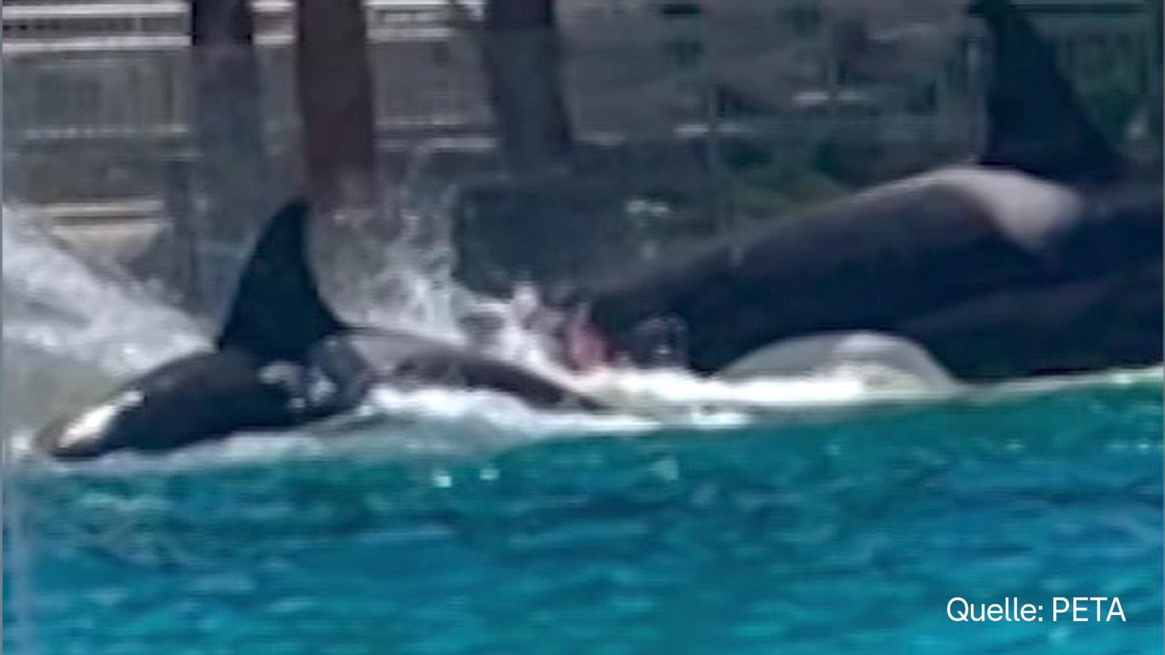 stress-in-gefangenschaft-schockierende-aufnahmen-killerwale-greifen-sich-in-seaworld-park-an