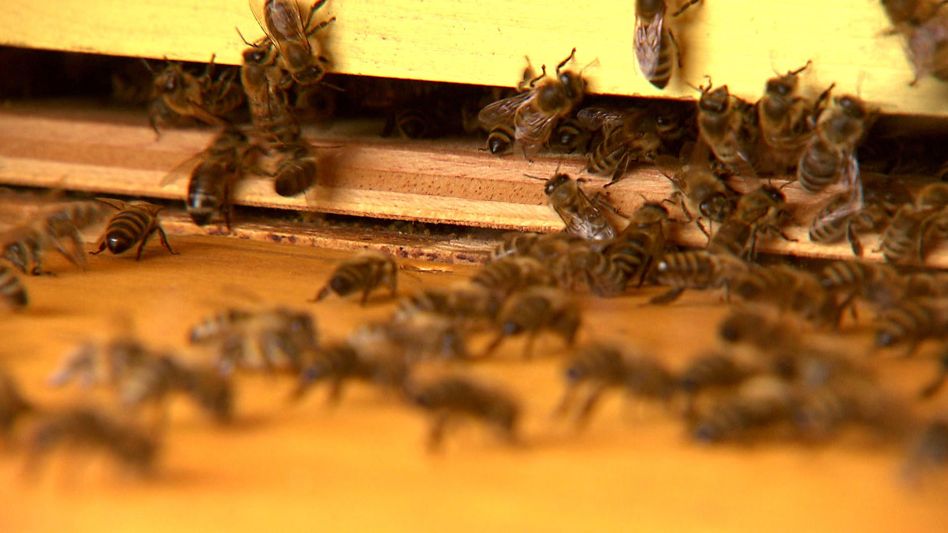 Neuartige Therapie: Bienenluft gegen Asthma und Co. ? 