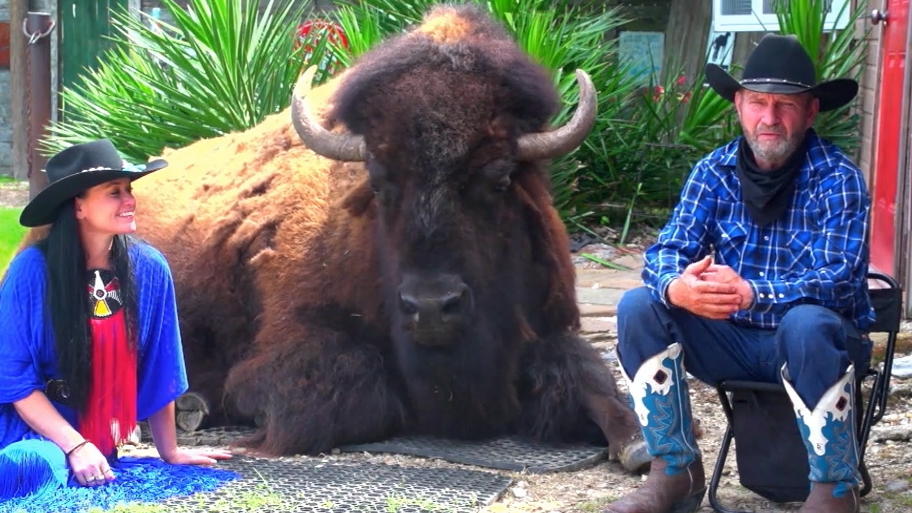 1200-Kilo-Büffel als Haustier "Wild Thing" darf trotz seiner Größe mit ins Haus