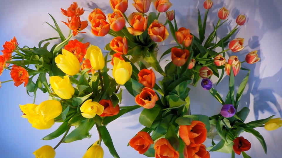 So bleiben Tulpen länger frisch Vergessen Sie Hausmittel - DAS hilft am besten