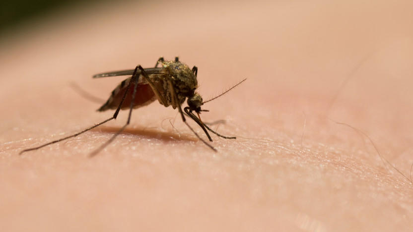 Darum sollen Deutsche nun Mücken einfangen Aufruf von Forschern