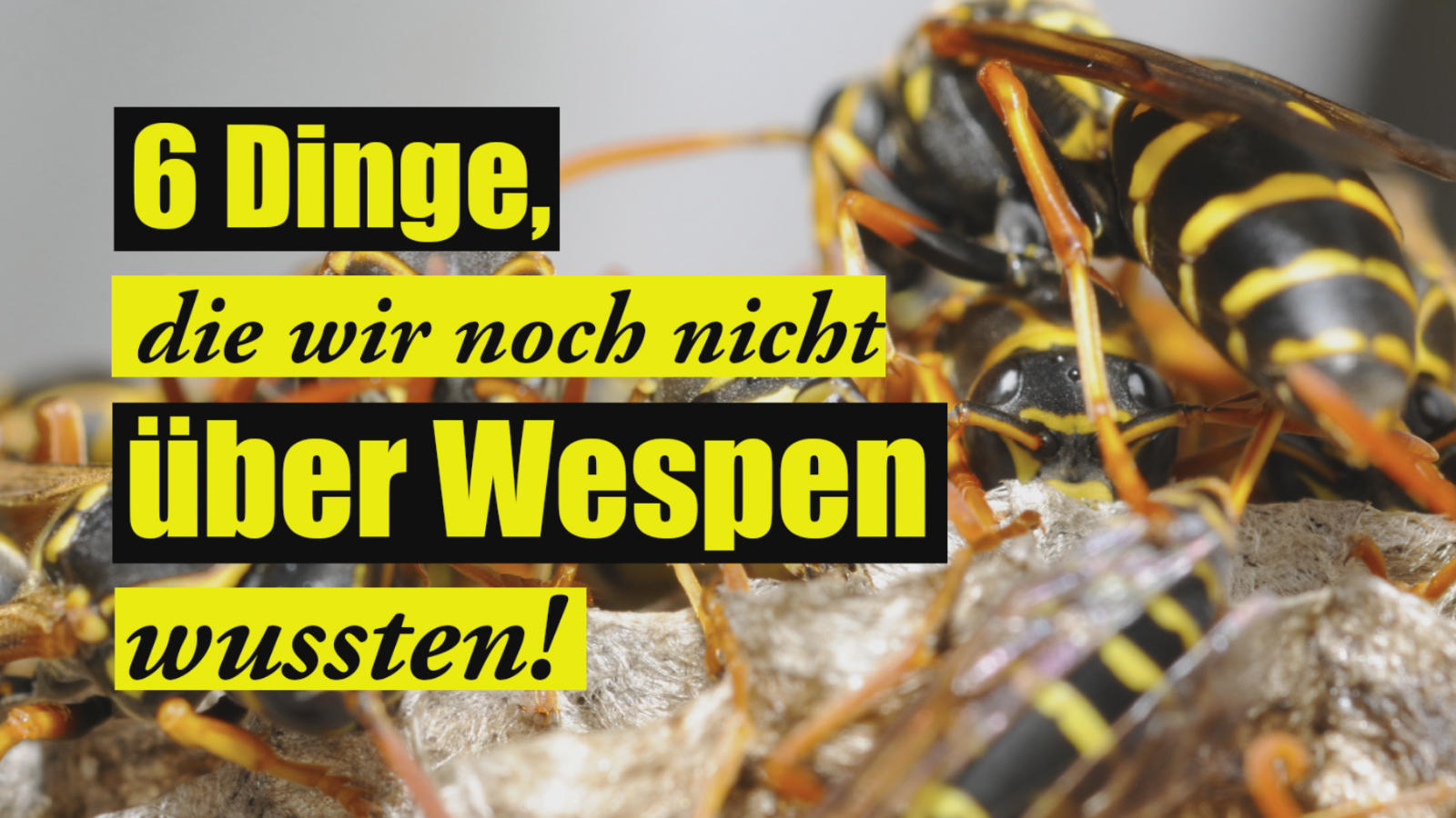6 Dinge, die wir noch nicht über Wespen wussten Nur keine Panik!