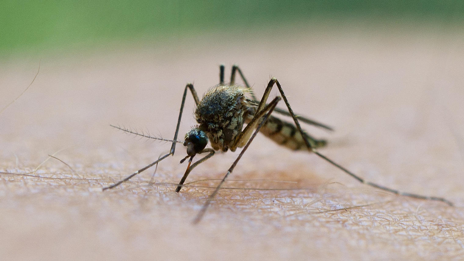 Wie können Sie sich am besten vor Mücken schützen? Achtung: Mückenplage
