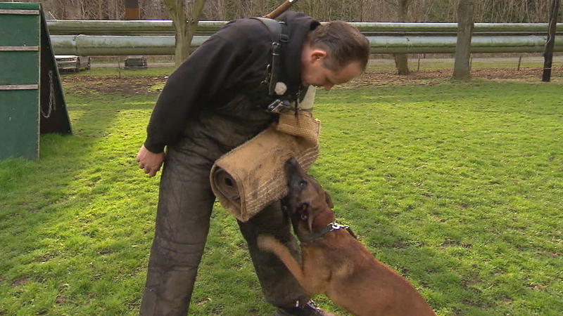 Aggressive Hunde Abwehren Hundetrainer Gibt Tipps So Verhalten Sie