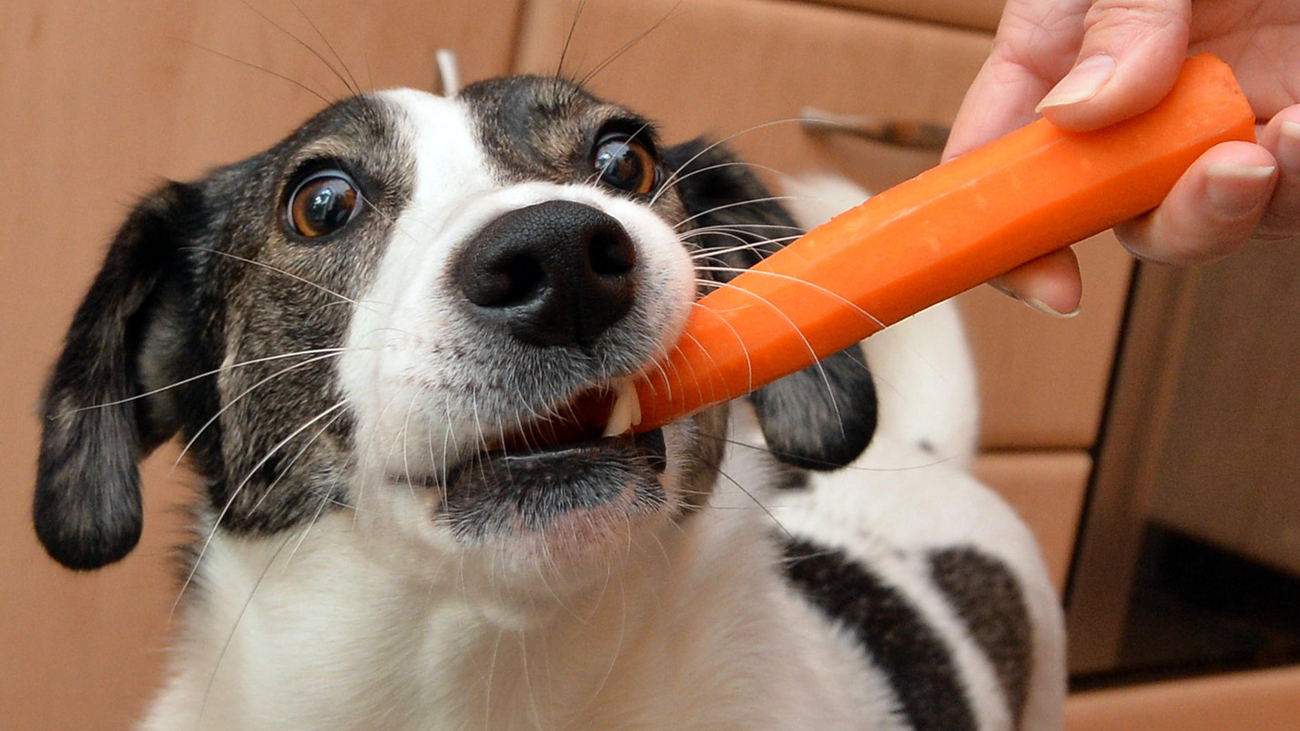 Was darf ein Hund essen? Reste sind kein Tabu für Ihren Vierbeiner