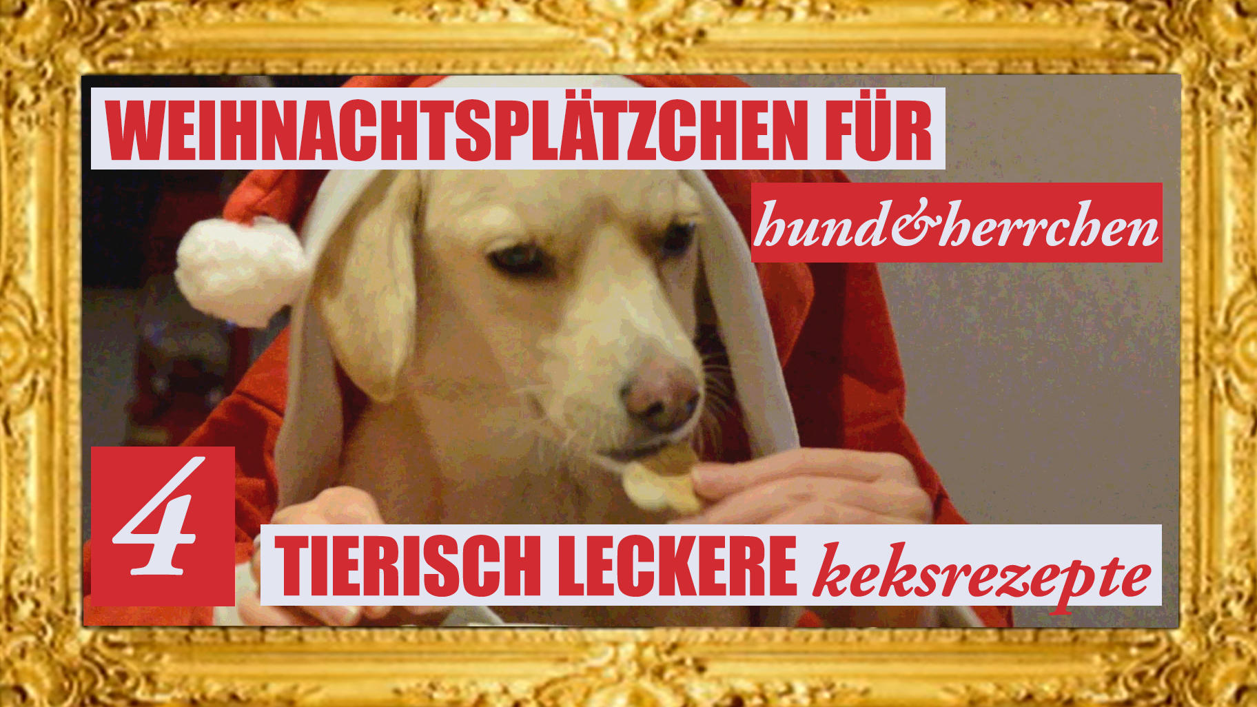 Weihnachtsplätzchen für Hund und Herrchen  Thunfischkekse, Hundepralinen & Co.