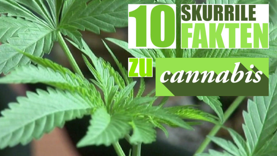 10 skurrile Fakten über Cannabis Hätten Sie's gewusst?