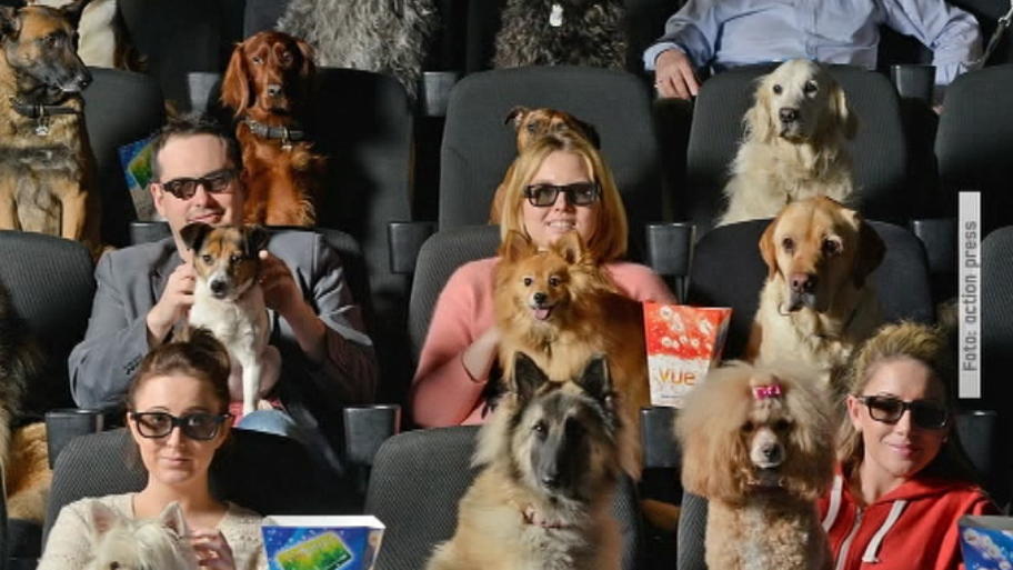 Hunde dürfen mit ins Kino Ein tierisches Vergnügen, nicht nur auf der Leinwand
