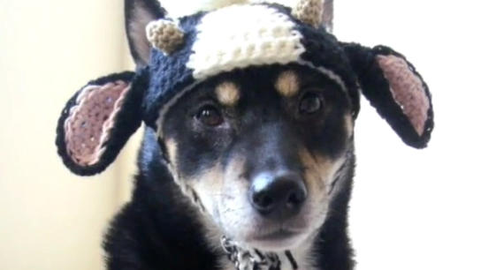 Skurrile Strickmütze für Hunde Kopfbedeckung macht aus treuem Freund ein Einhorn