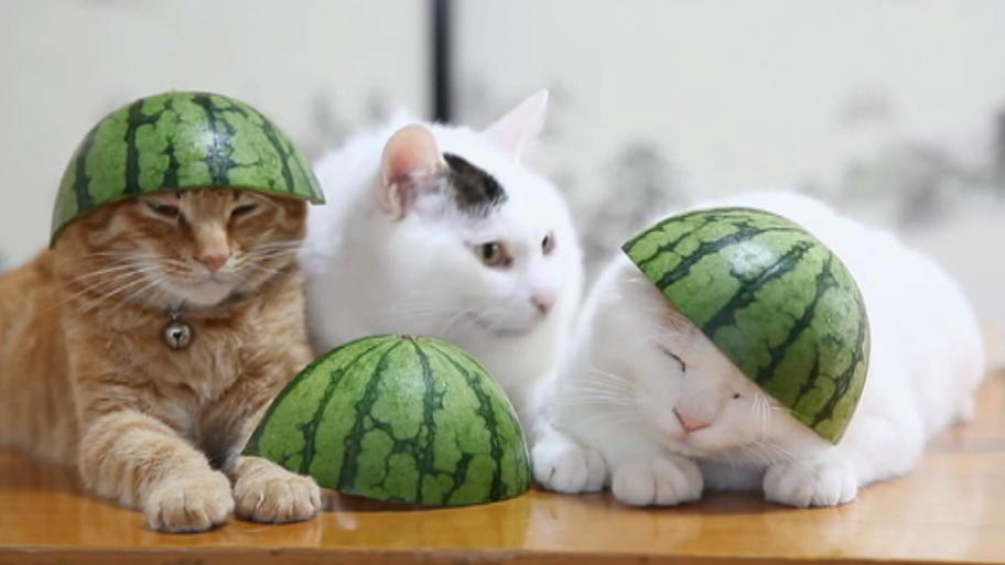 Katzen mit Melonen-Hut 