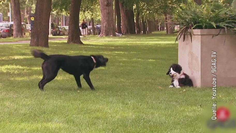 Dieser Plüsch-Hund macht echte Vierbeiner verrückt Interessantes Experiment mit einem Stofftier