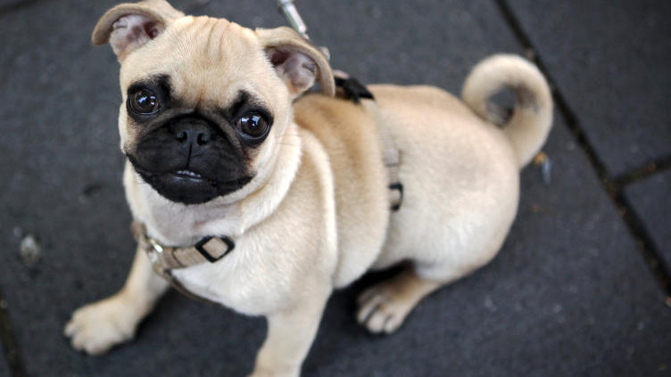 Sprichwort "Auf den Hund gekommen!" Das verbrigt sich hinter der Redensart
