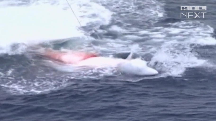 Japaner wollen wieder mehr Wale töten Einsatz gegen den Schutz der riesigen Meeressäuger