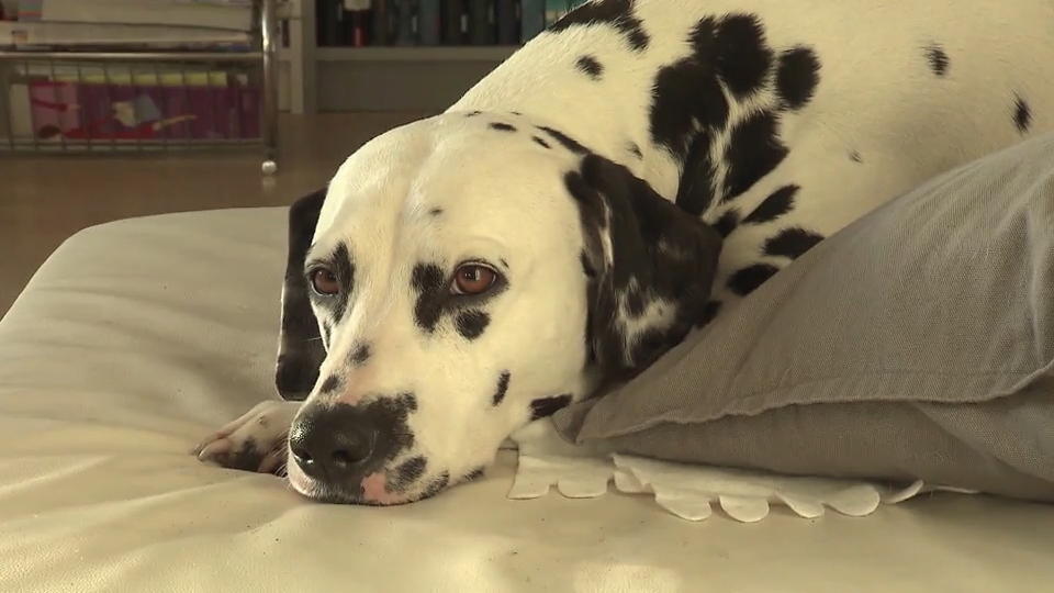 Handys machen Hunde depressiv Nehmen Sie sich Zeit für Ihren Vierbeiner!
