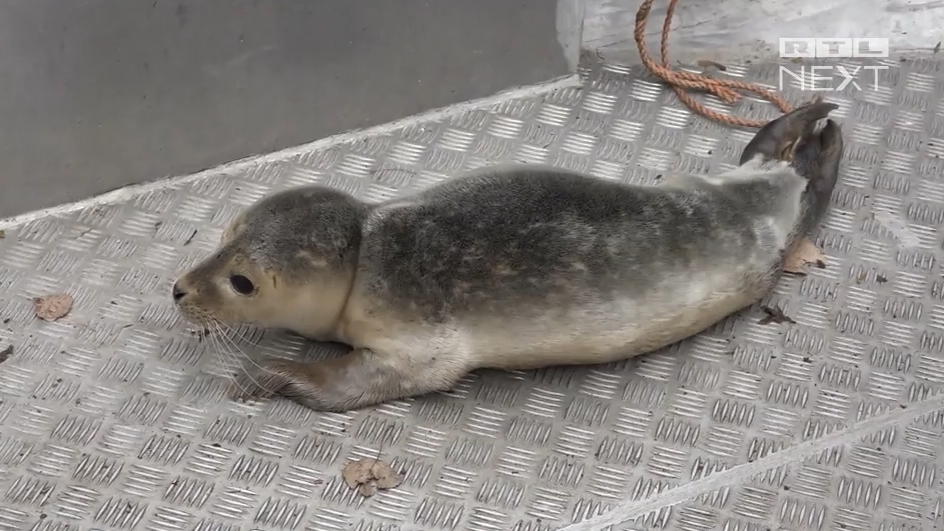 Robbenbaby im Hamburger Hafen gefunden Angler entdeckt kleinen Heuler im Hafenbecken