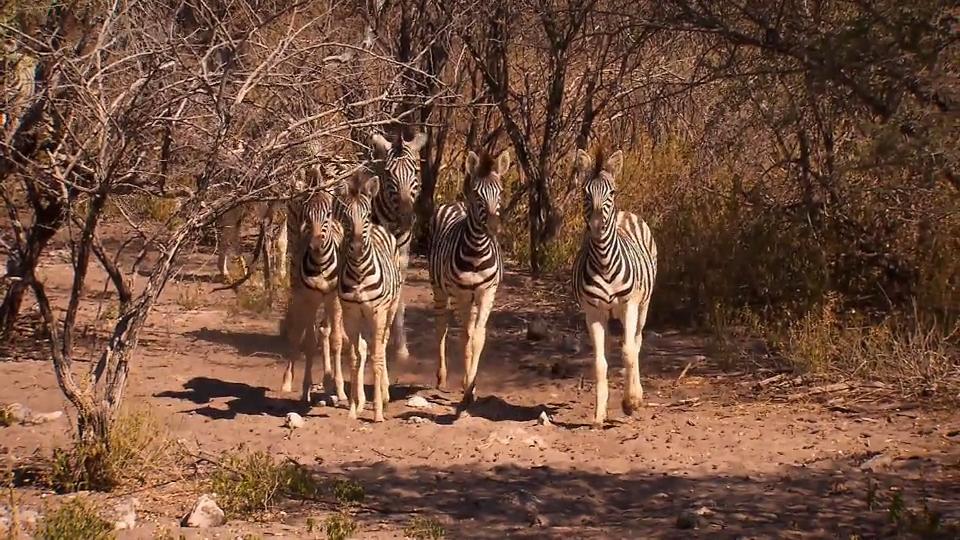 Oliwia erlebt Namibia hautnah Jörn hat eine Safari geplant
