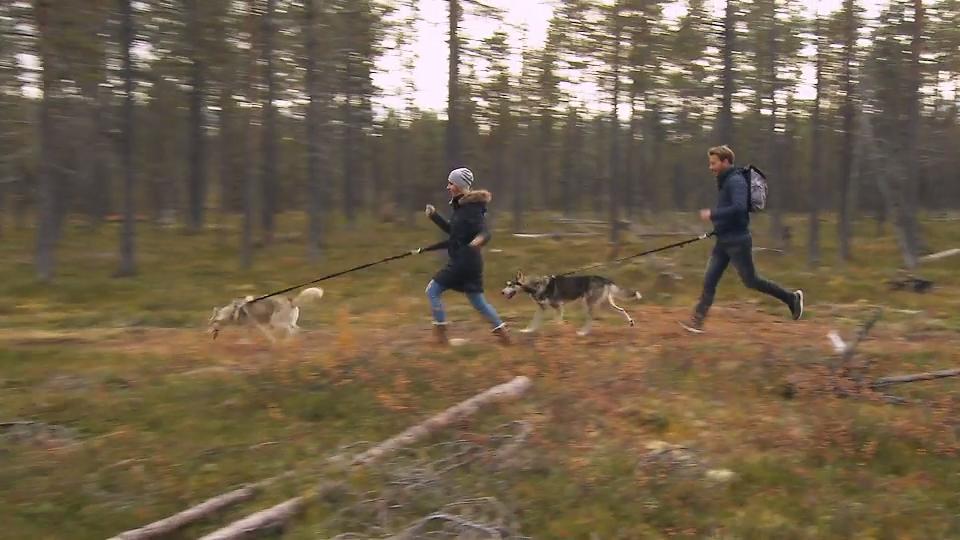 Mit zwei Huskys durch Lappland Rasant unterwegs