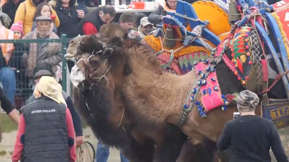 Kamelkämpfe: Tradition und Tierquälerei Volksfeste in der Türkei