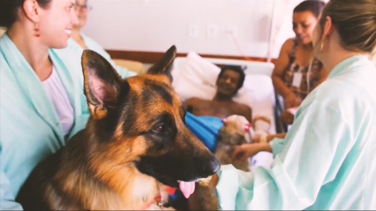 Wunder-Hunde im Krankenhaus 