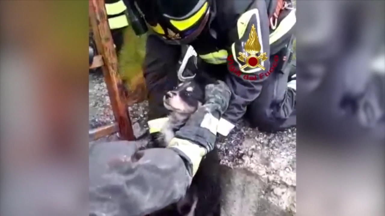 Welpe aus Brunnen gerettet Feuerwehr in Palermo