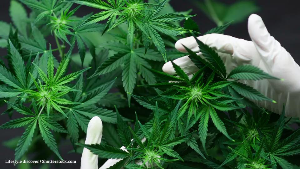 Cannabis: Heilpflanze und Droge? Gegen Schmerzen