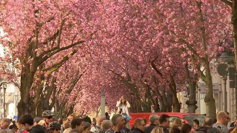 Anwohner im Kirschblüten-Blues So genervt sind die Bonner