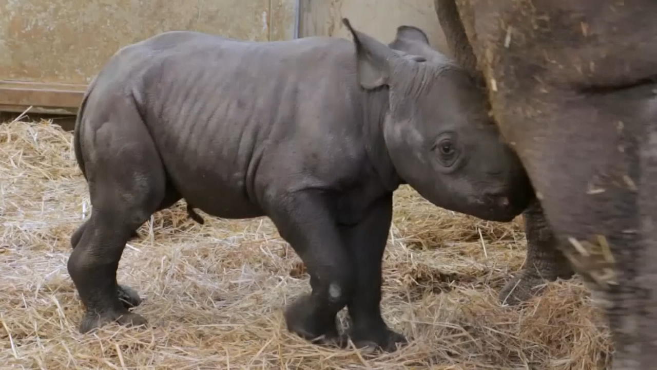 Nashorn-Baby im Zoo geboren Extrem süß und extrem selten