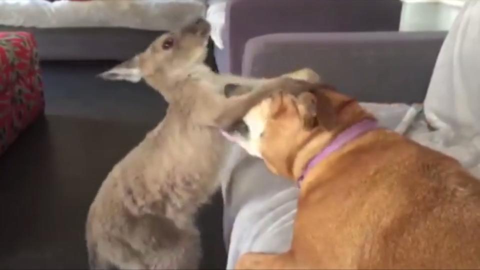 Känguru vs. Hündin Joey und Zarla sind beste Freunde