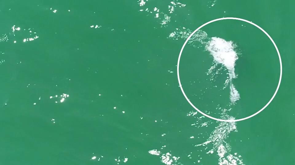 Hier schwimmt ein Killer-Hai ganz nah an Touristen Australien: Drohnen gegen Killer-Haie