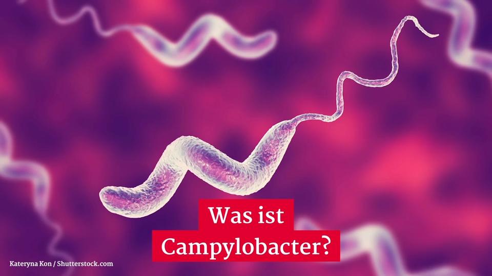 Was ist Campylobacter? Gesundheitslexikon