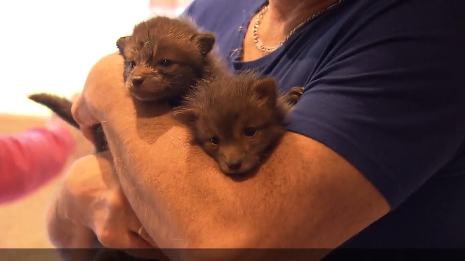 Fuchswelpen bekommen neue Pflegeeltern Flauschige Findelkinder