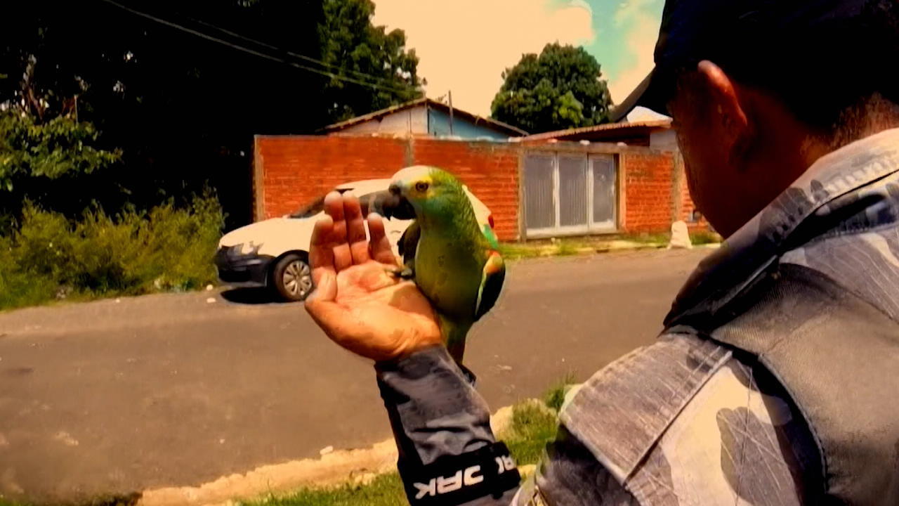 Papagei verhaftet - bei einer Drogenrazzia 