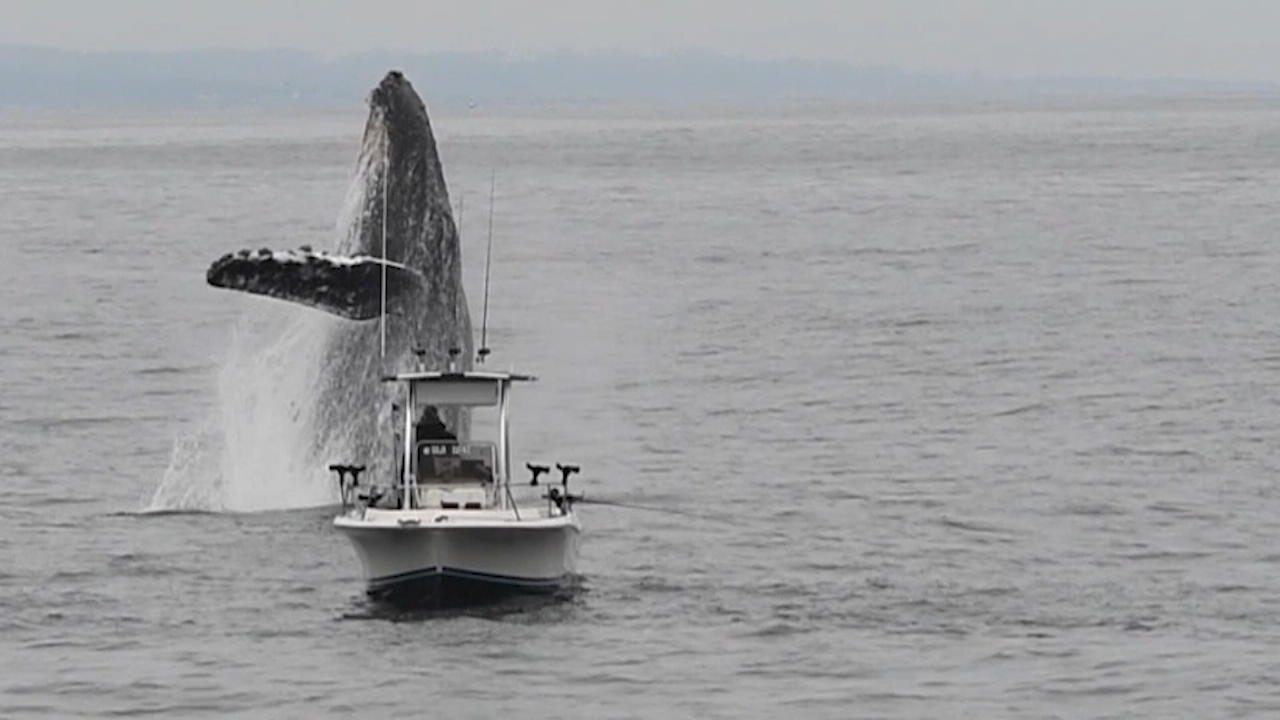 Buckelwal springt neben Boot aus dem Wasser Riesen-Überraschung