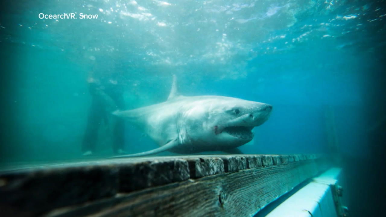 Riesiger weißer Hai vor Long Island Er wächst sogar noch!