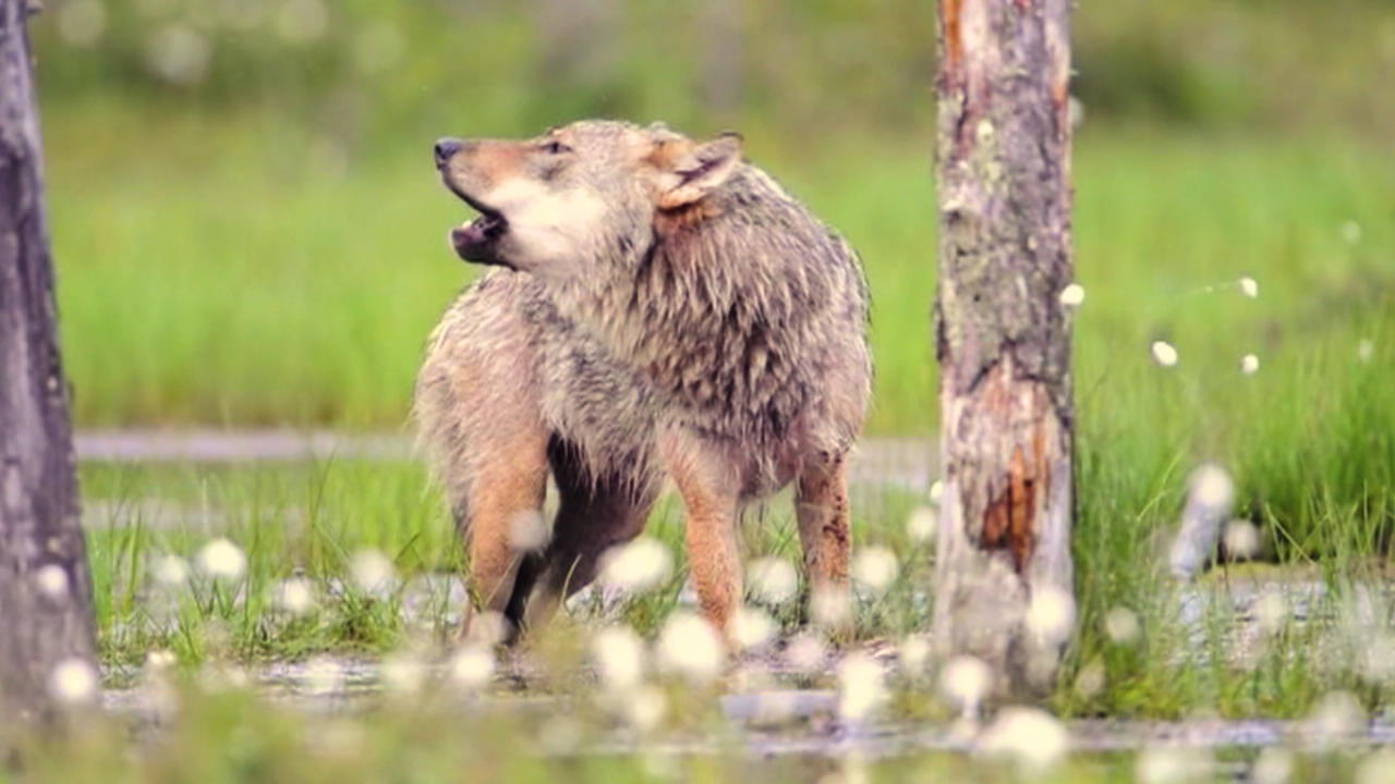 Wölfe können leichter abgeschossen werden Naturschutzgesetz wird gelockert