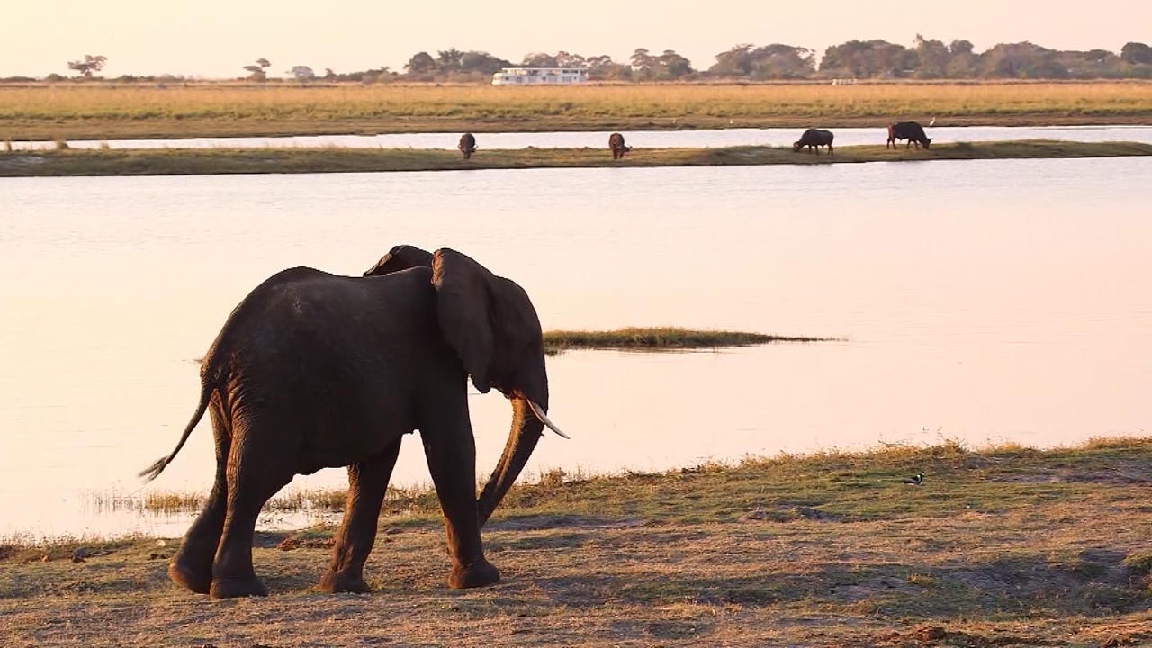 Botswana erlaubt Jagd auf Elefanten 