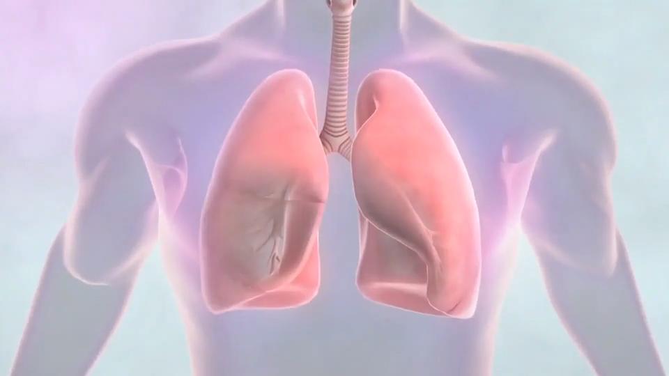 Warum ist die Lunge wichtig? Zentrum unseres Atmungssystems