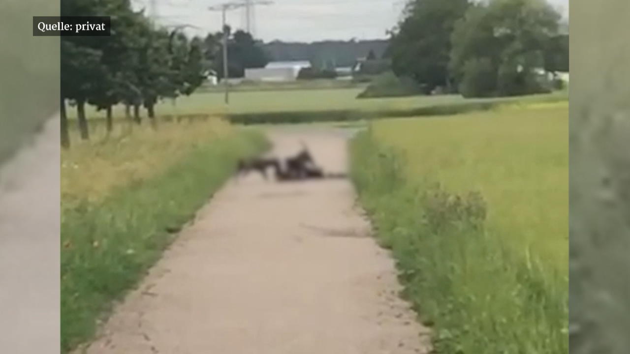 Kampfhunde greifen Jungen an Leimen (Baden-Württemberg)