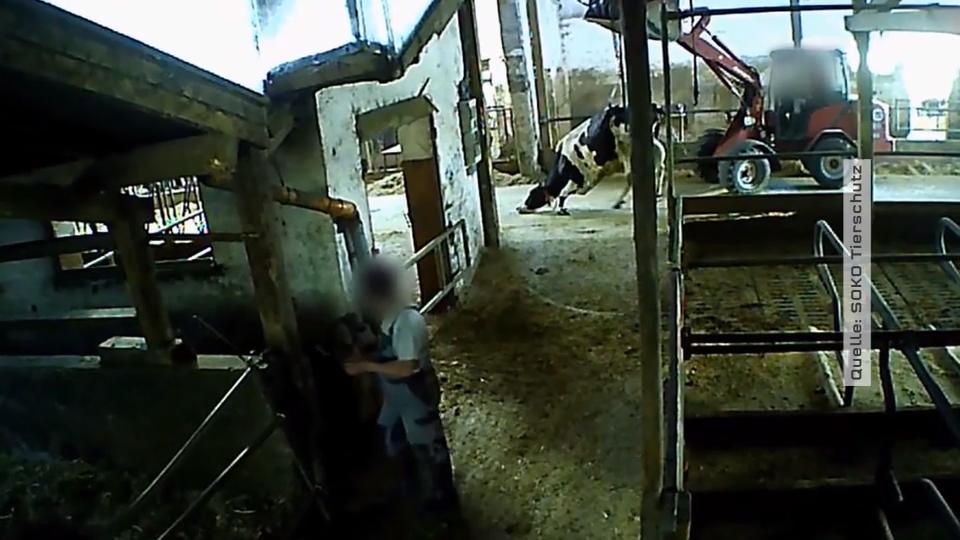 Tierschützer decken Missstände auf Milchbauernhof auf Tierquälerei
