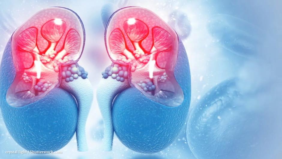 Gesundheitslexikon Nephrologie