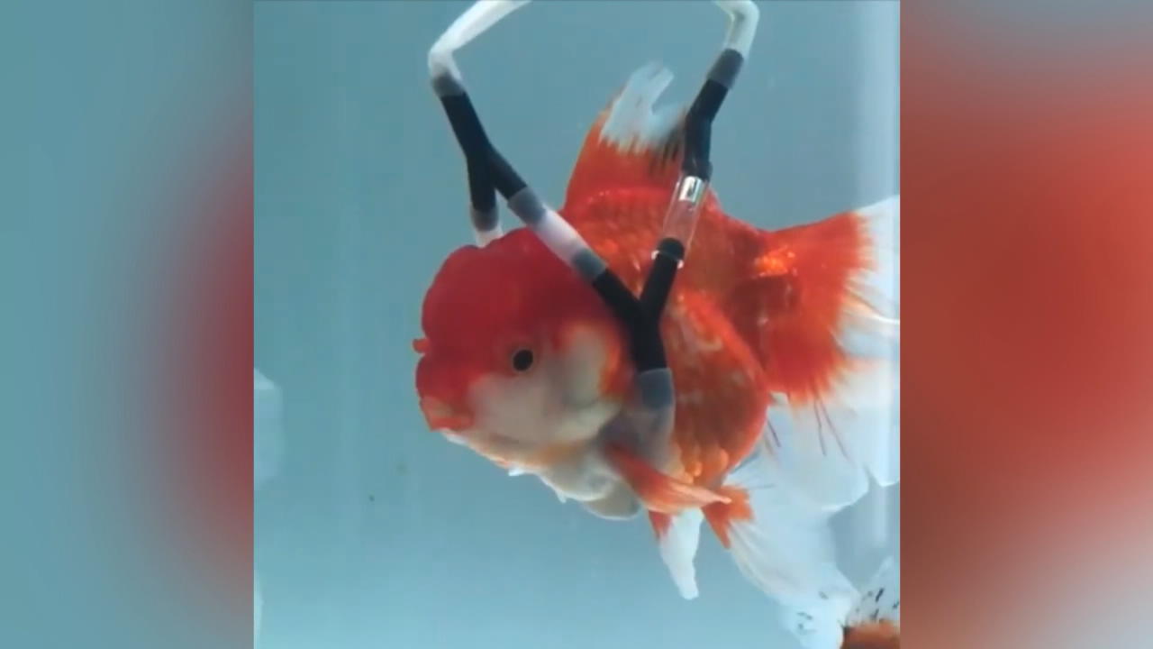 "Rollstuhl" rettet Goldfisch das Leben Trotz Krankheit