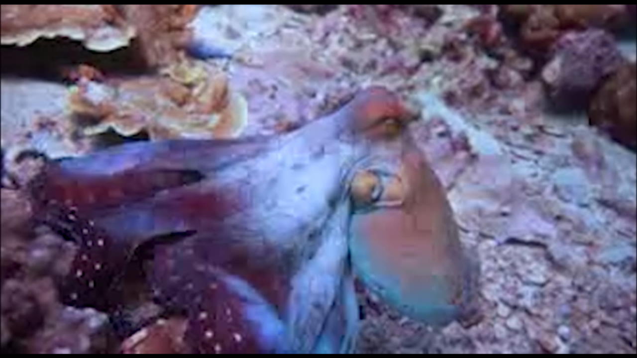 Oktopus ändert seine Farbe Magische Bilder