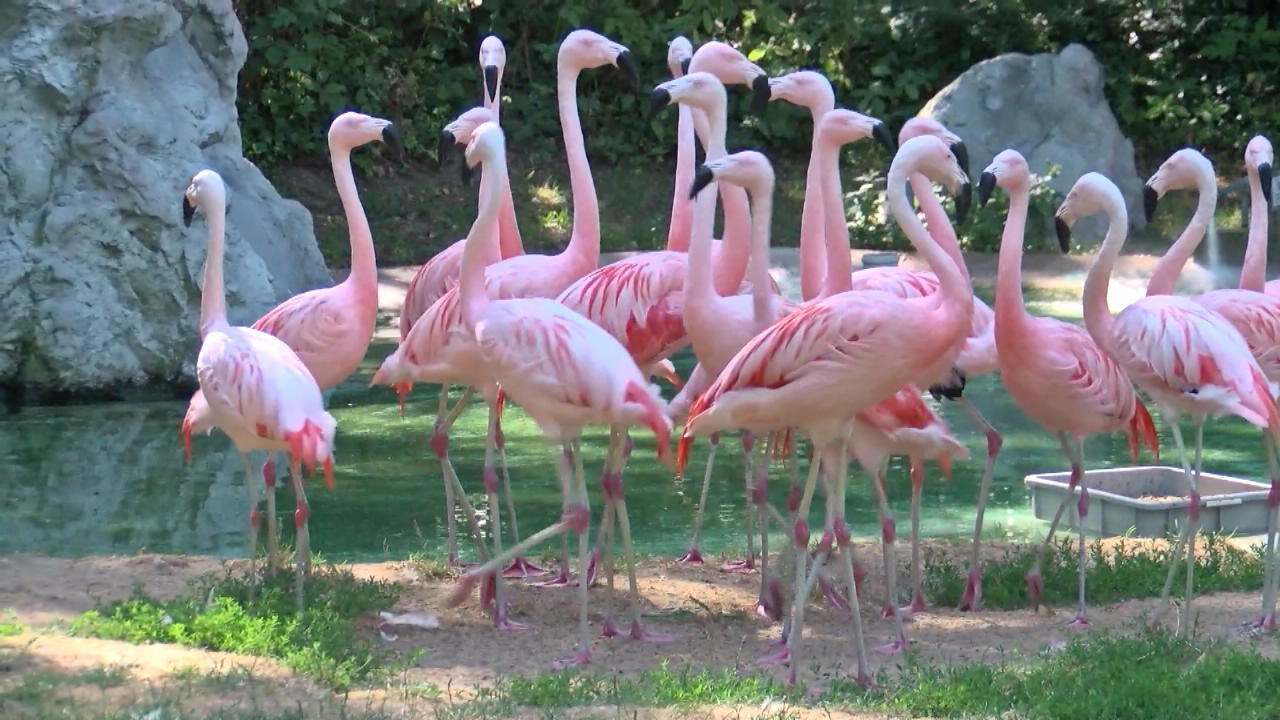 Freizeitpark Geiselwind: 5 Flamingos geklaut Kurioser Fall