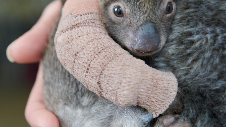 Zoo päppelt Koala-Baby wieder auf Beuteltier in Not