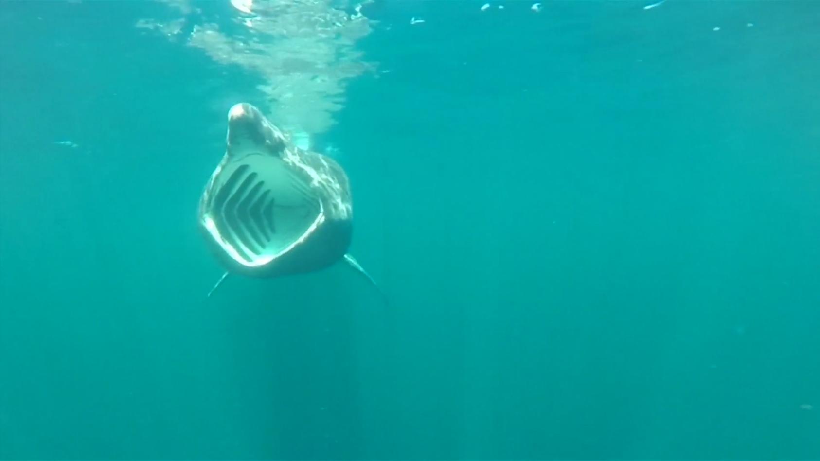 Riesenhai vor schottischer Nordwestküste Spektakuläre Aufnahmen